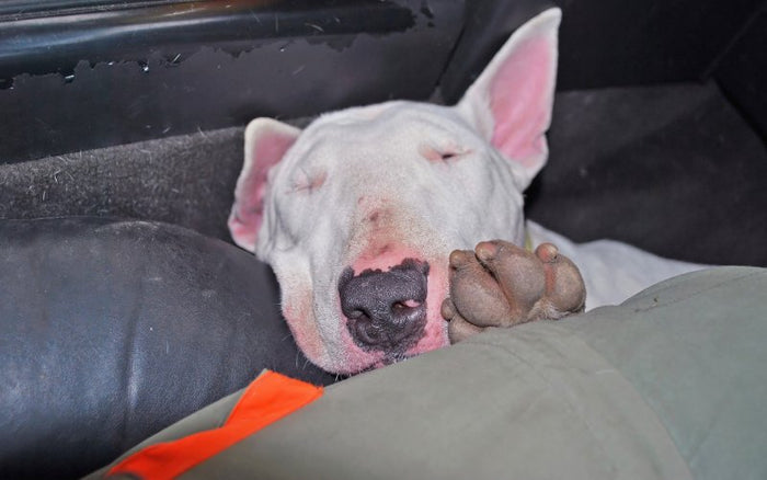 Why Is My Bull Terrier Coughing? - Bull Terrier World