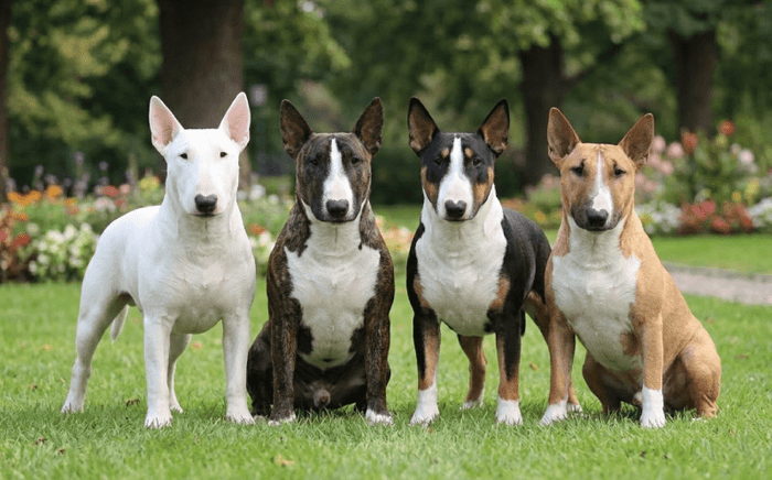 A Complete Guide to Bull Terrier Coat Colors & Patterns - Bull Terrier World