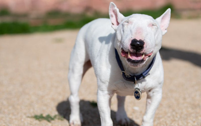 Adopting A Bull Terrier: Are You Ready For The Challenge? - Bull Terrier World