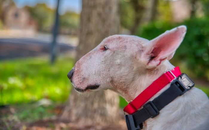 Allergies in Bull Terriers - Bull Terrier World