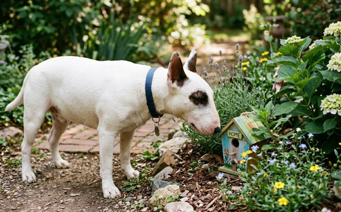 Are Bull Terriers Curious? Understanding Their Inquisitive Nature - Bull Terrier World
