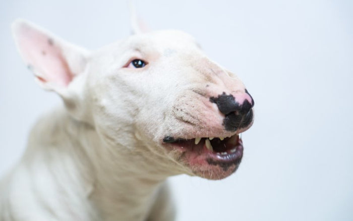 Are Bull Terriers Dangerous? - Bull Terrier World