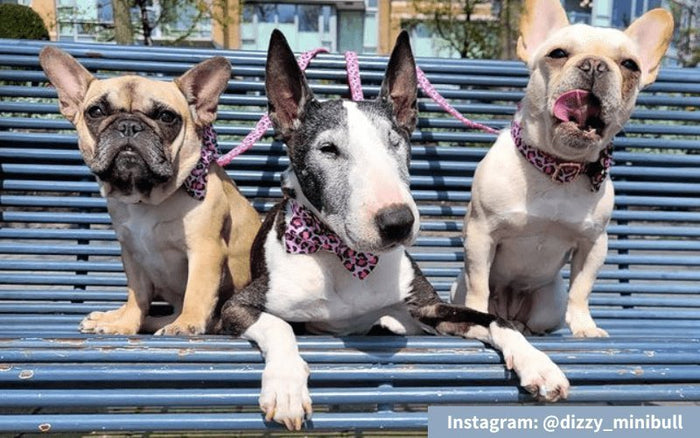 Are Bull Terriers Good With Other Pets? - Bull Terrier World