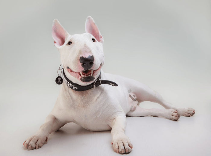 Are Bull Terriers Healthy Dogs? - Bull Terrier World