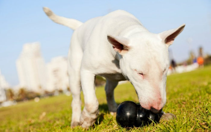 Are Bull Terriers Possessive? - Bull Terrier World