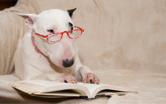 Are Bull Terriers Smart? - Bull Terrier World