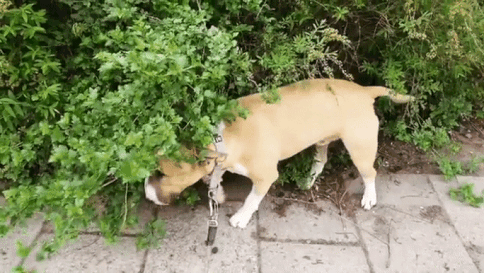 Why Does My Bull Terrier Trance? What To Do About It?