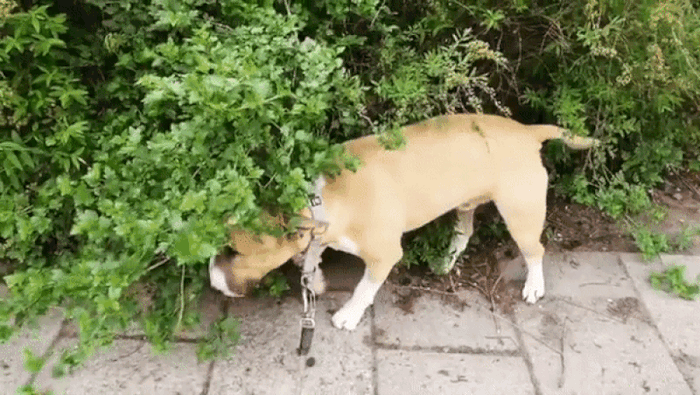 Why Does My Bull Terrier Trance? What To Do About It?