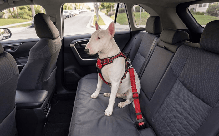 Bull Terrier Car Safety: Essential Gear & Best Practices - Bull Terrier World