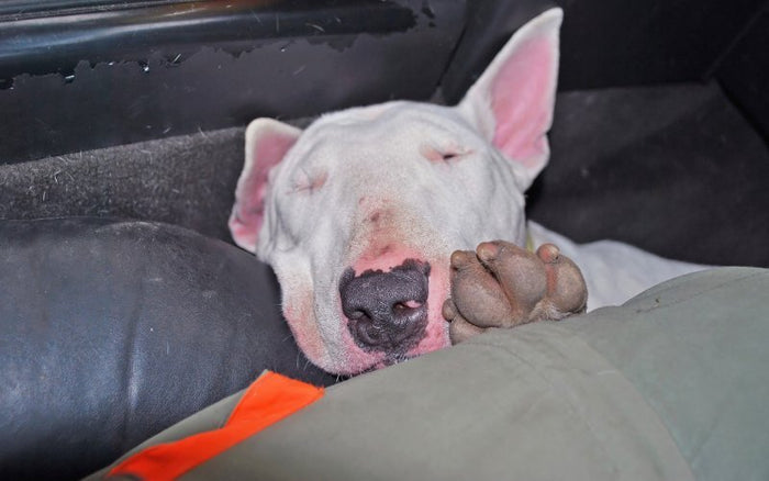 Bull Terrier Cough: Causes, Types, and When to See a Vet - Bull Terrier World