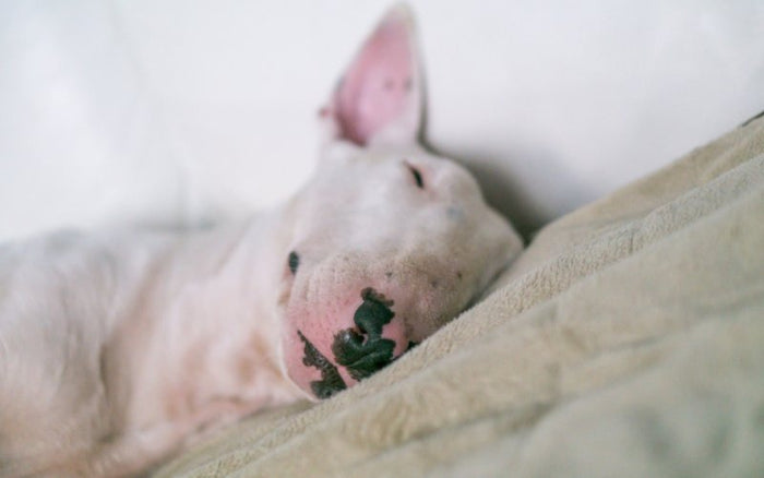 Bull Terrier Crate Training - Bull Terrier World