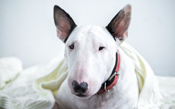 Bull Terrier First Aid Kit: Essential Items for Your Beloved Pet - Bull Terrier World