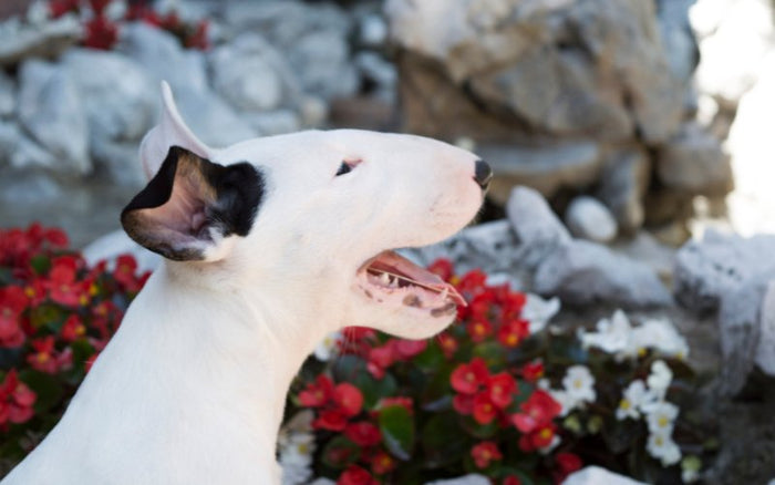 Bull Terrier Health Insurance: Is It Worth It? - Bull Terrier World