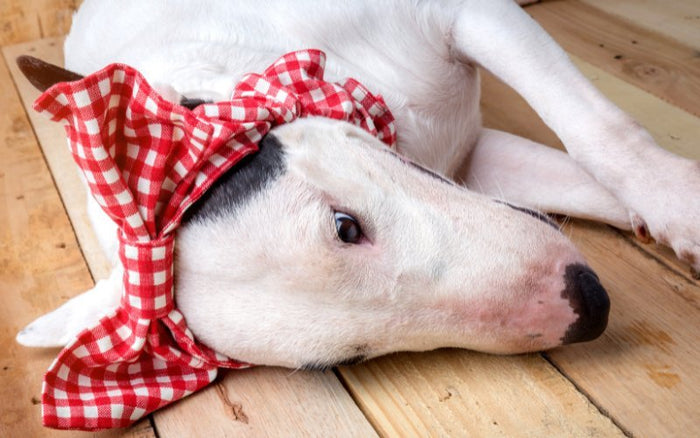 Bull Terrier Health Issues - Bull Terrier World