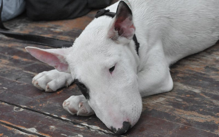 Bull Terrier Joint Problems: Guide to Osteoarthritis & Care - Bull Terrier World