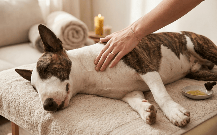 Bull Terrier Massage: Benefits for Relaxation - Bull Terrier World