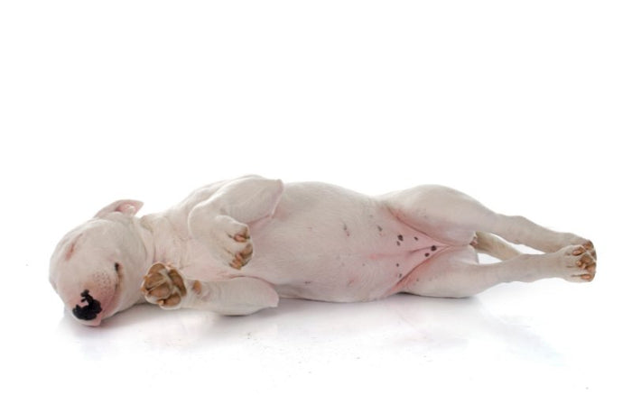 Bull Terrier Massage: Benefits for Relaxation - Bull Terrier World