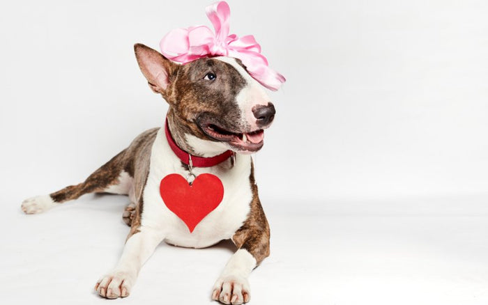 Bull Terrier Myths Debunked - Bull Terrier World