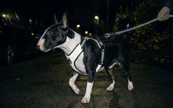 Bull Terrier Night Walk Safety: Essential Reflective Gear & Tips - Bull Terrier World