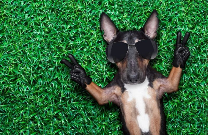 Bull Terrier Personality & Traits - Bull Terrier World