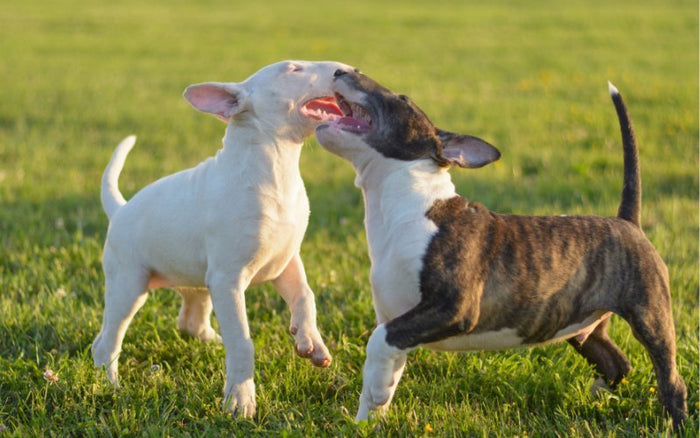 Bull Terrier Playdates: Setting Up Successful Doggy Gatherings - Bull Terrier World