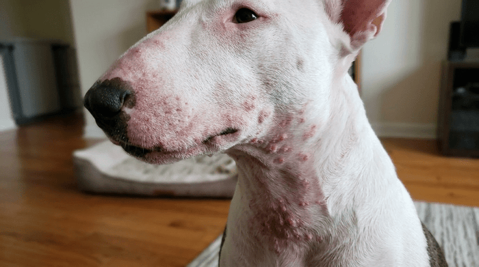 Bull Terrier Skin Bumps: Causes, Treatment, and Prevention - Bull Terrier World