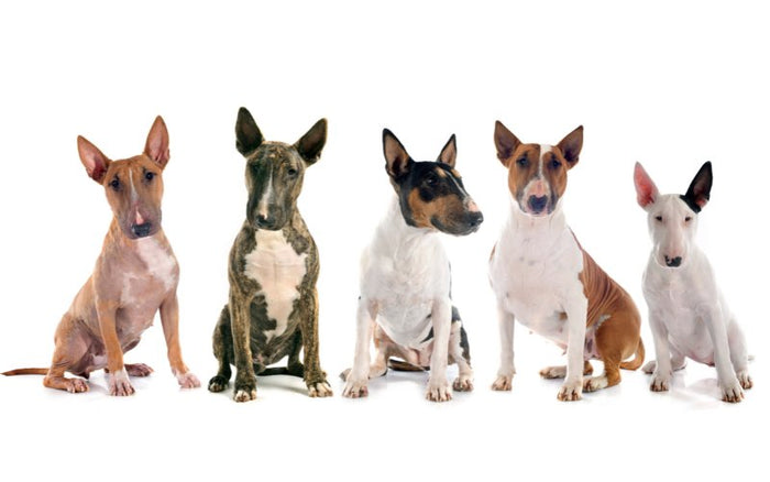 Bull Terrier vs Miniature Bull Terrier - Bull Terrier World