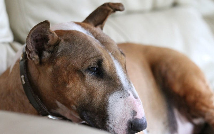 Bull Terrier Whining: Why They Do It & How to Stop It - Bull Terrier World