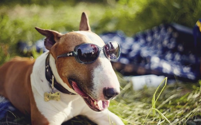 Bull Terriers and CBD: Exploring the Benefits - Bull Terrier World
