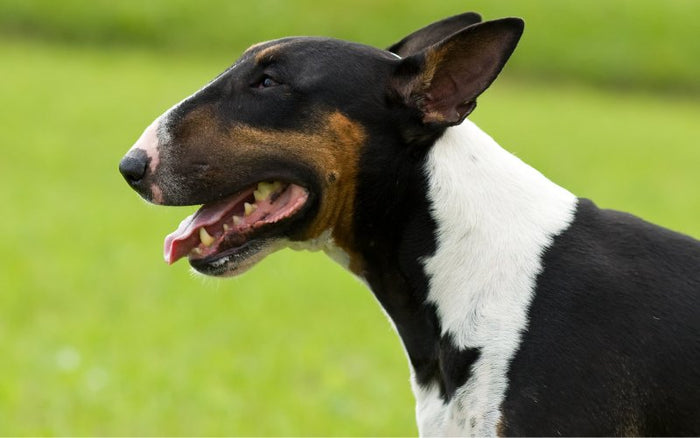 Bull Terriers and Clicker Training: A Positive Reinforcement Approach - Bull Terrier World