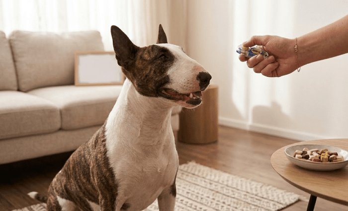 Bull Terriers and Clicker Training: A Positive Reinforcement Approach - Bull Terrier World