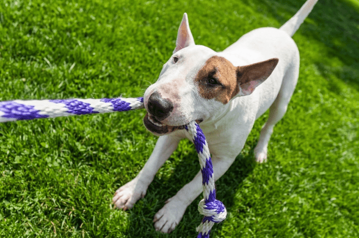 Bull Terriers and Tug-of-War: Safe Play Practices - Bull Terrier World