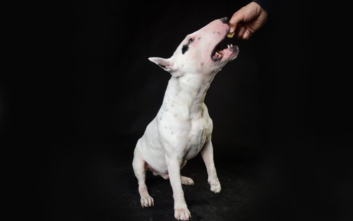 Bull Terriers Positive Reinforcement Training - Bull Terrier World