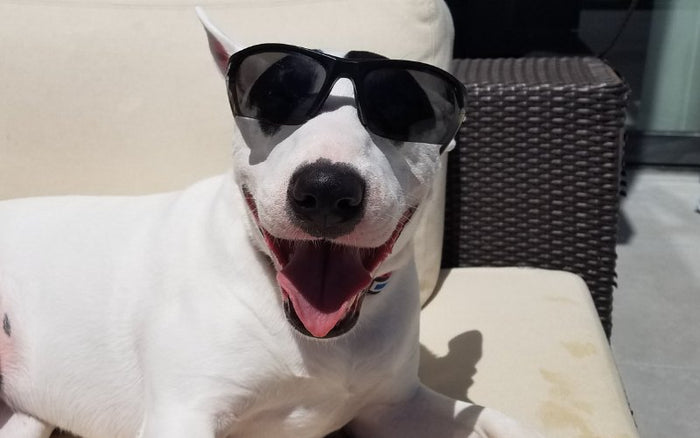 Bull Terriers Sunbathing: The Health Benefits of Vitamin D - Bull Terrier World
