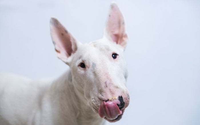 Can Bull Terriers Eat Chocolate? - Bull Terrier World