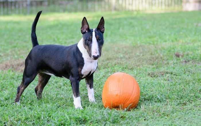 Can Bull Terriers Eat Pumpkin? Benefits, Risks & Recipes - Bull Terrier World