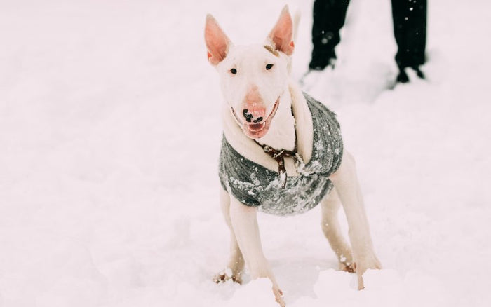 Can Bull Terriers Get Cold? - Bull Terrier World