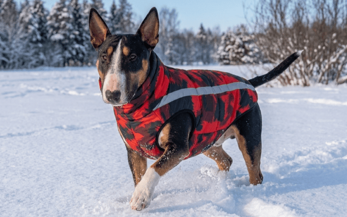 Can Bull Terriers Get Cold? Winter Care & Warmth Guide - Bull Terrier World