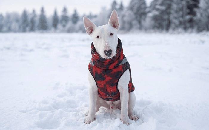 Can Bull Terriers Handle Cold Weather? - Bull Terrier World