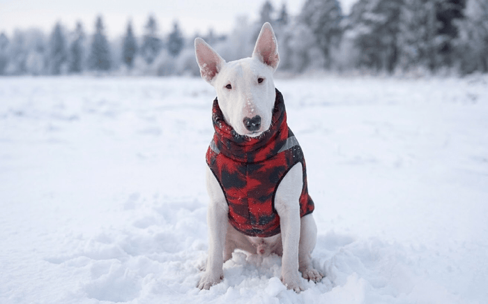 Can Bull Terriers Handle Cold Weather? - Bull Terrier World