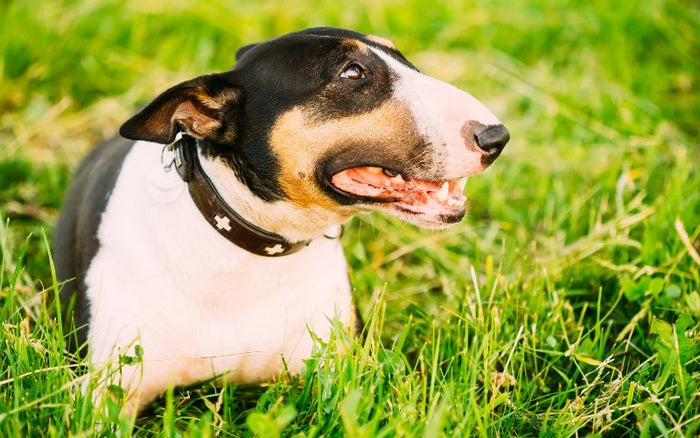 Can Bull Terriers Live Outside? - Bull Terrier World