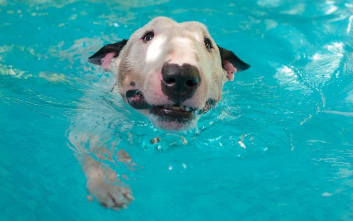 Can Bull Terriers Swim? - Bull Terrier World
