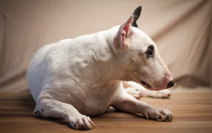 Chicken Allergy in Bull Terriers - Bull Terrier World