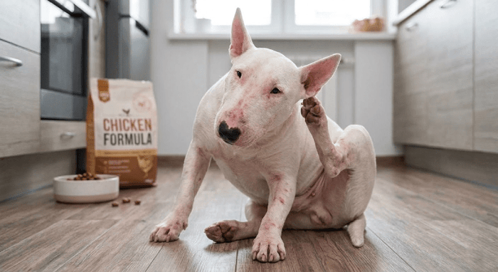 Chicken Allergy in Bull Terriers: Symptoms, Diagnosis & Diet Tips - Bull Terrier World