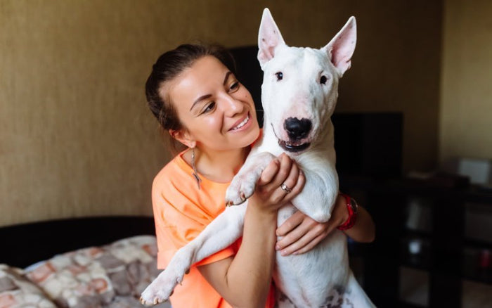 Creating a Bull Terrier-Friendly Indoor Environment - Bull Terrier World