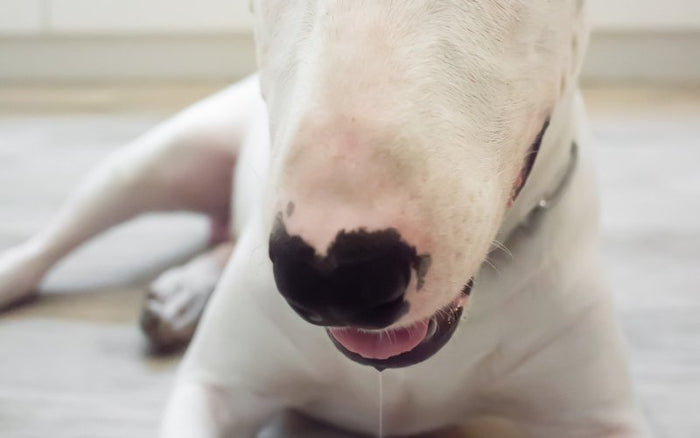 Do Bull Terriers Drool? - Bull Terrier World