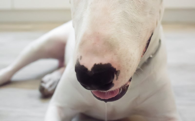 Est-ce que les Bull Terriers bavent ? | Bull Terrier World