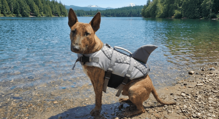 Do Bull Terriers Need Swimming Life Jackets? - Bull Terrier World