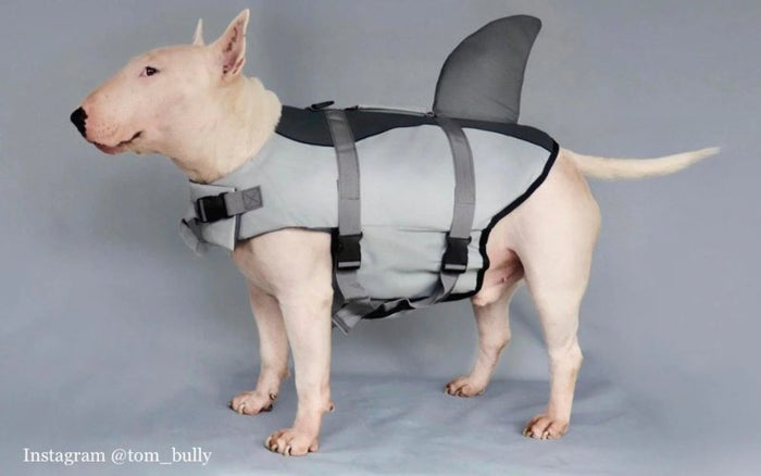 Do Bull Terriers Need Swimming Life Jackets? - Bull Terrier World