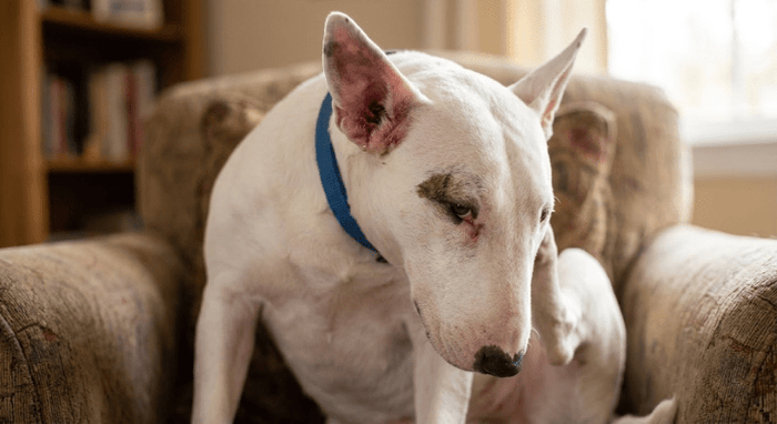 Ear Infections In Bull Terriers: Causes And Remedies - Bull Terrier World